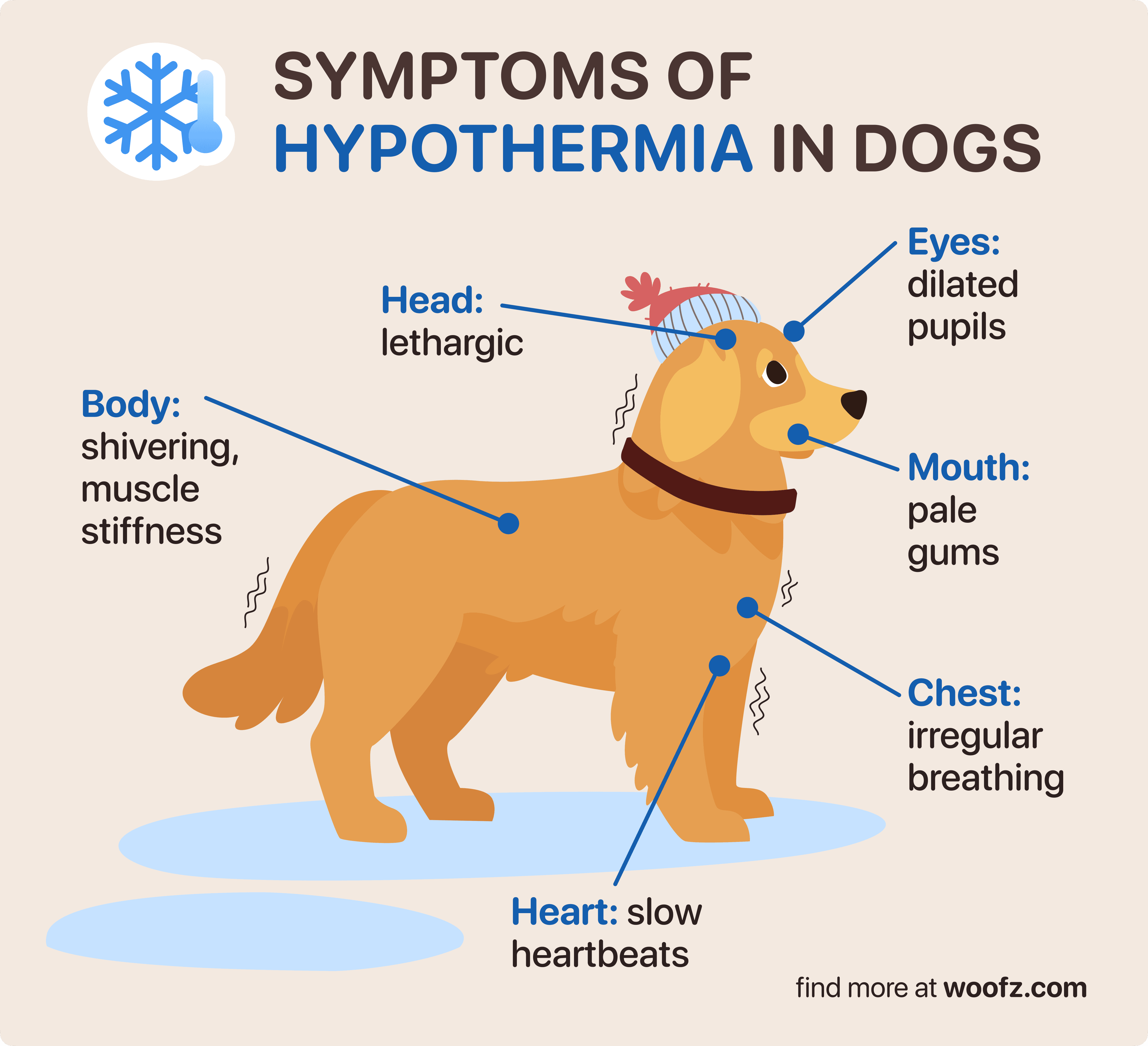 dog hypothermia symptoms