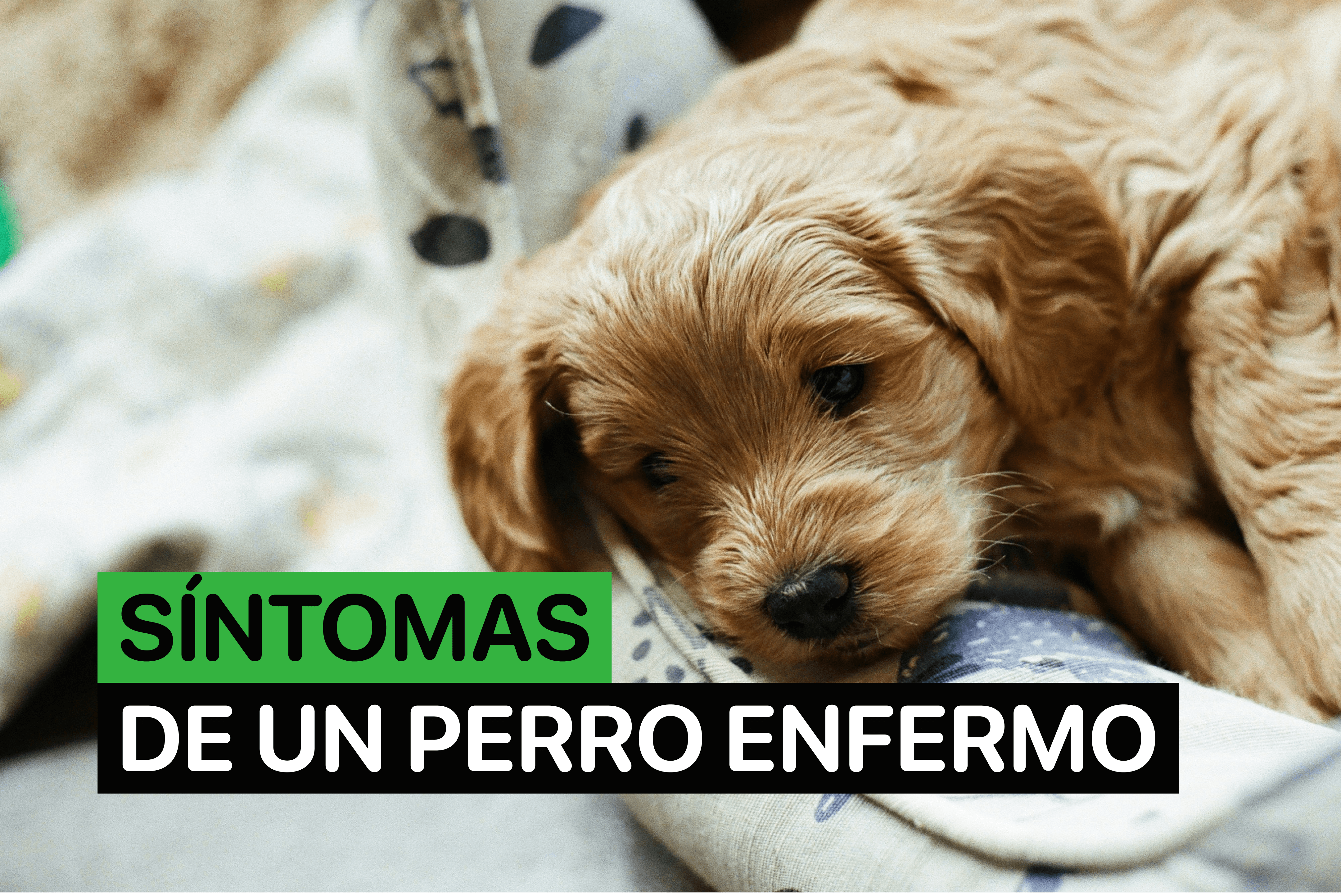 sintomas de un perro enfermo