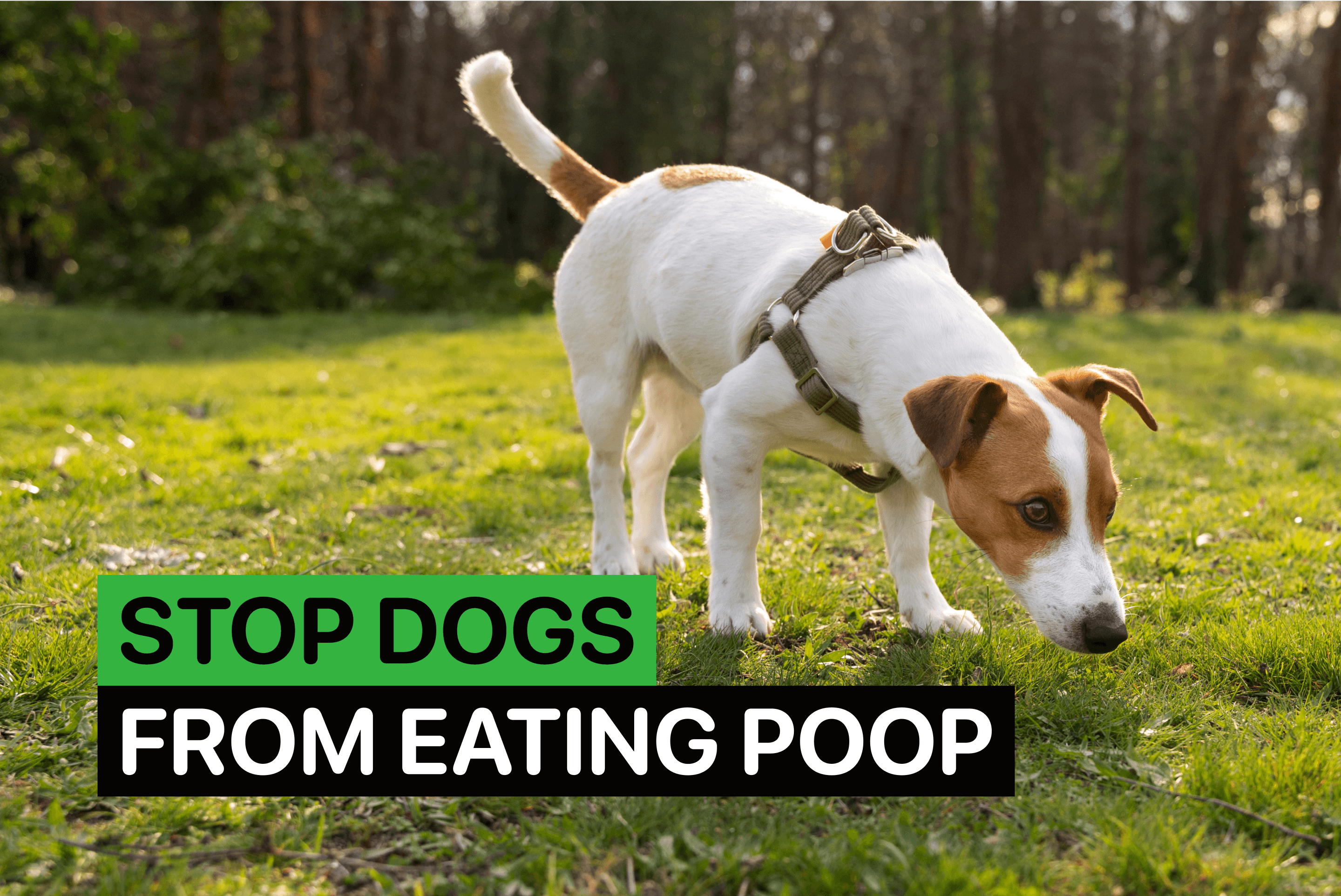 stop dogs from eating poop