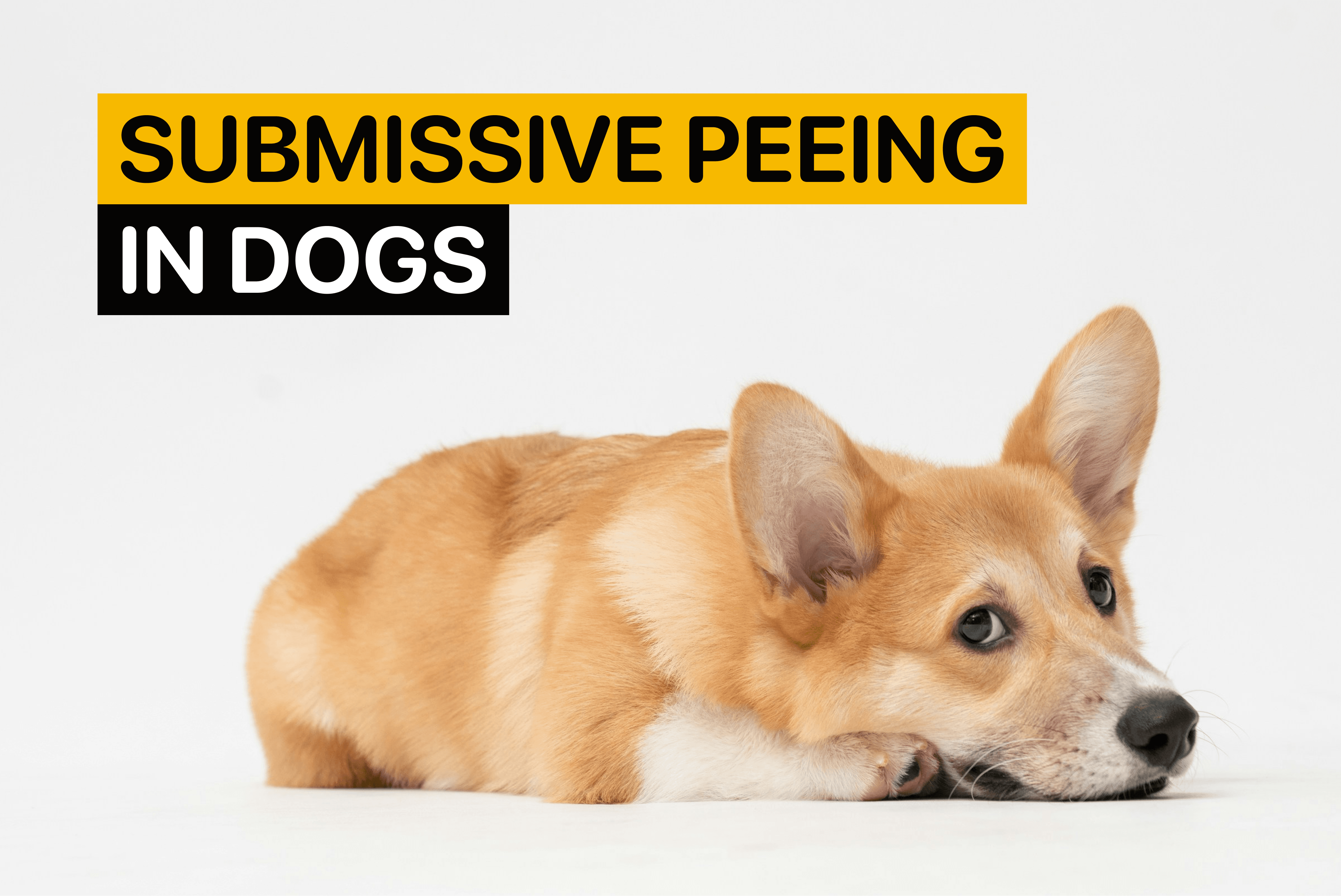 submissive urination in dogs