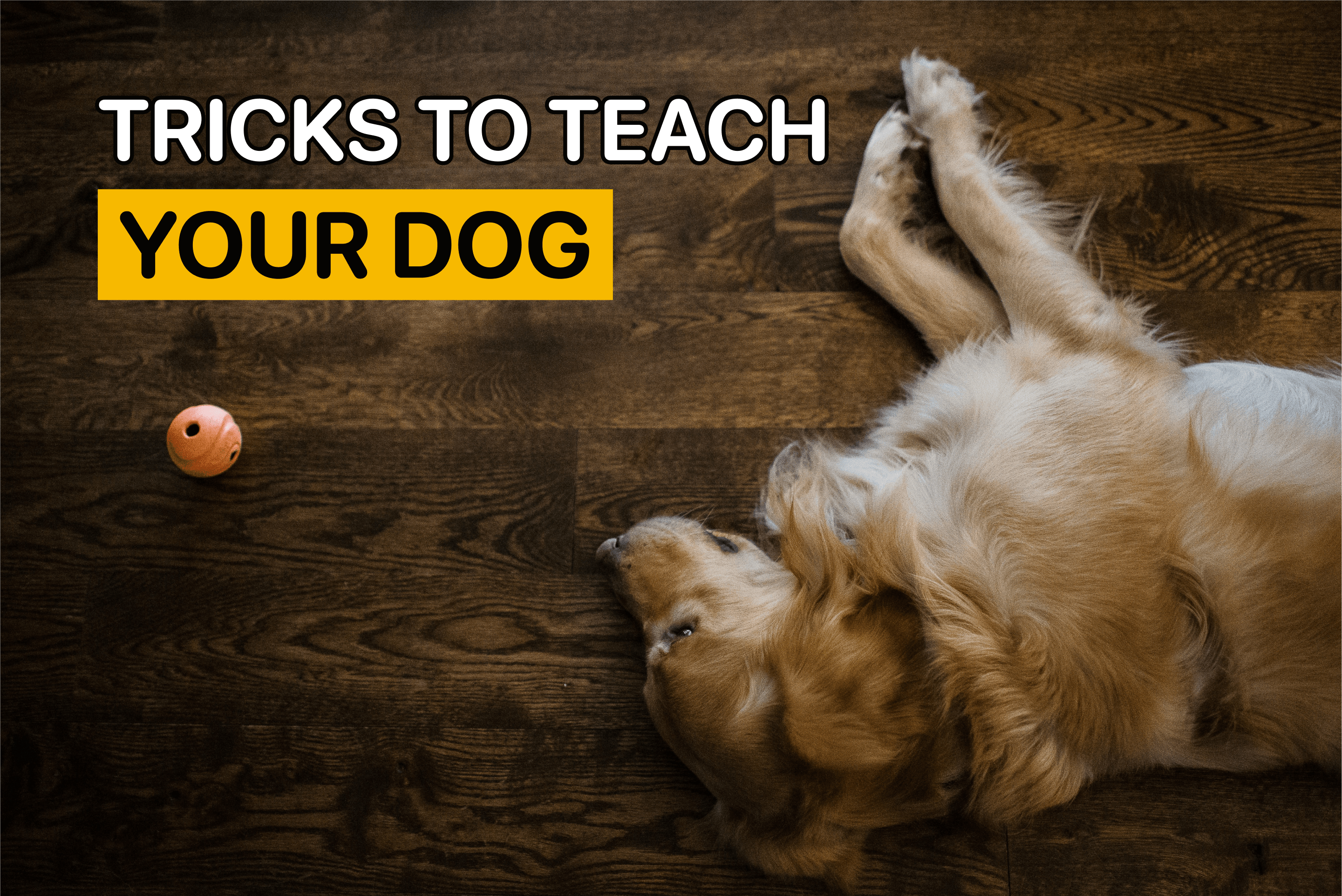 tricks to teach your dog