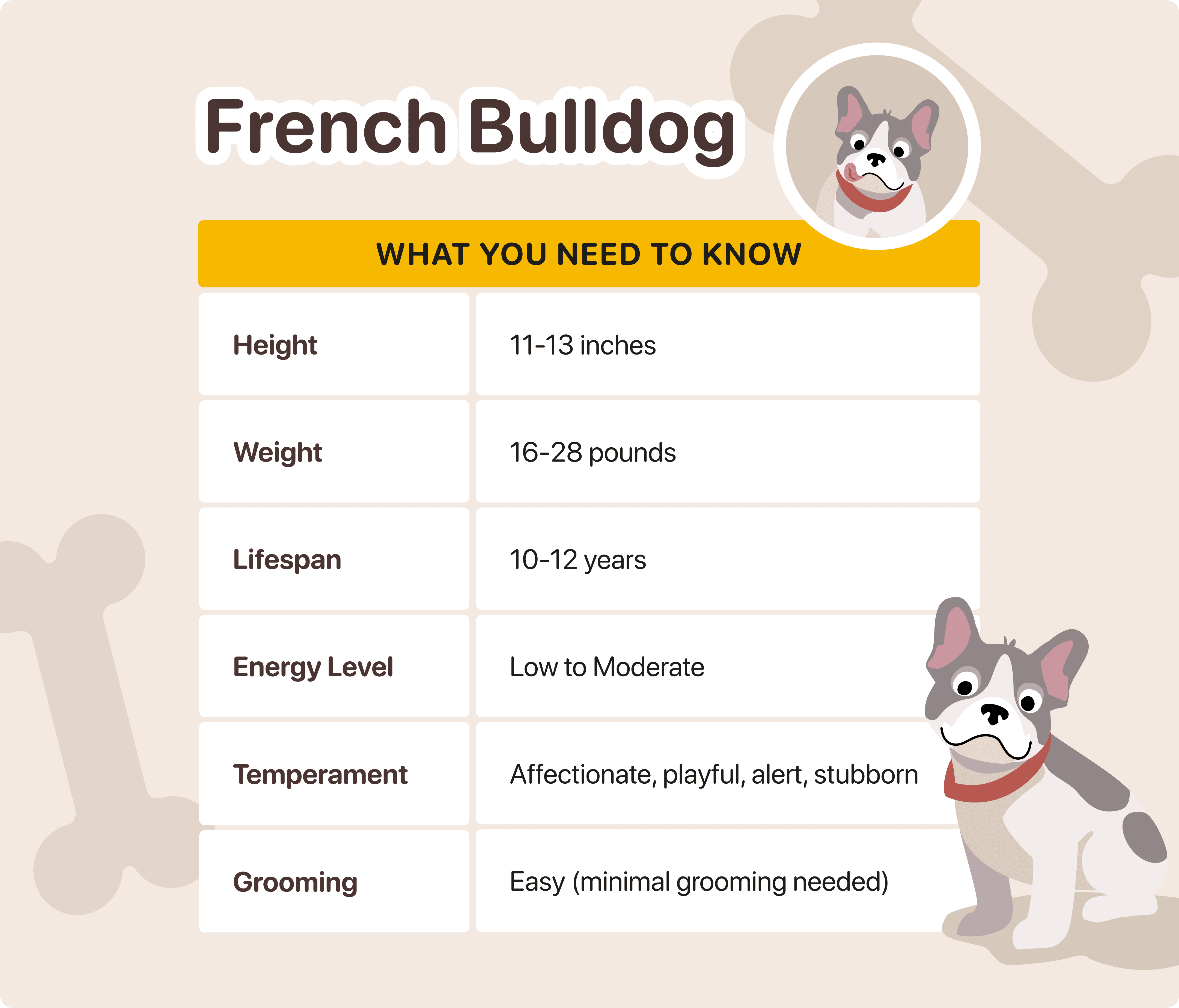 what to know about french bulldogs