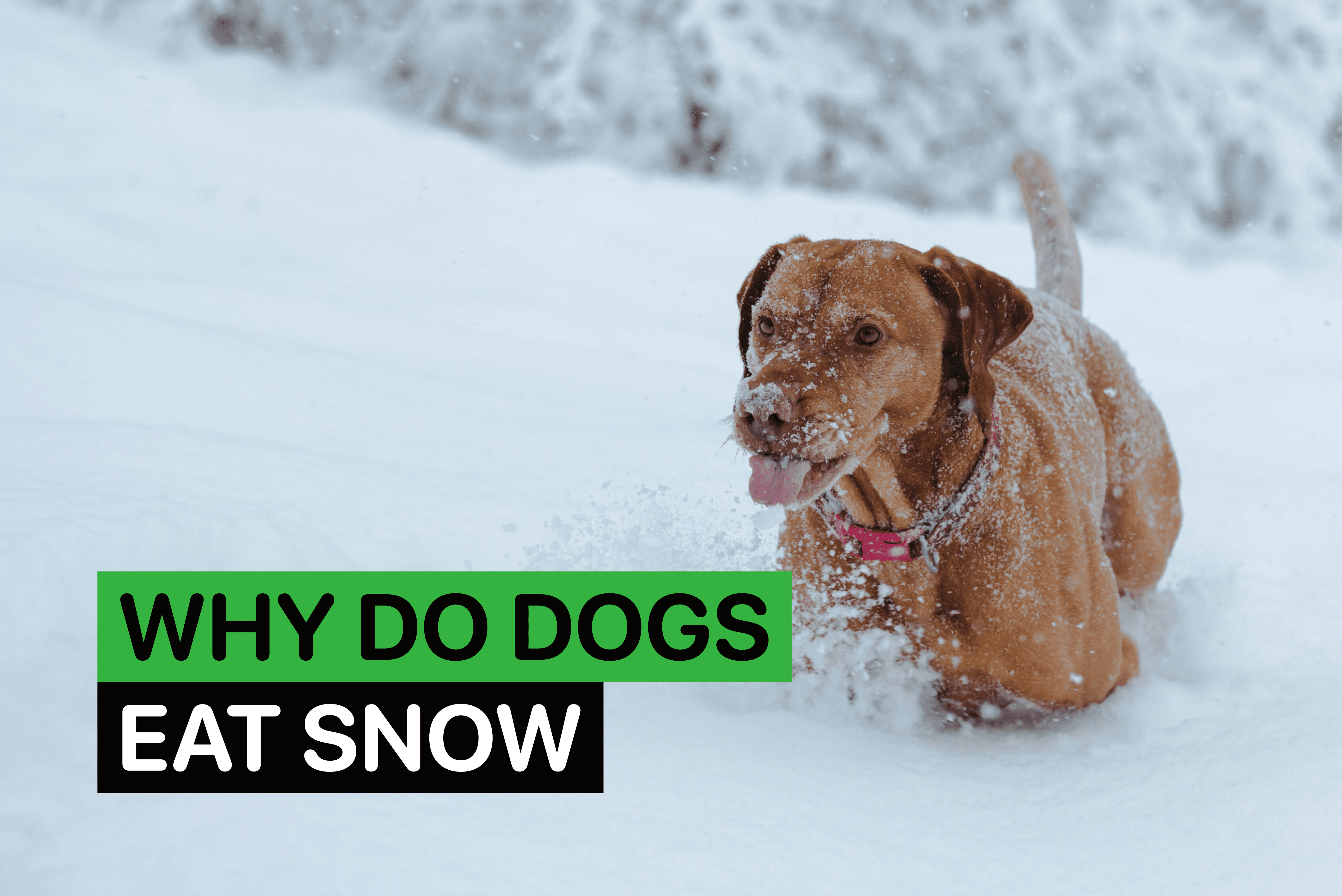 why do dogs eat snow
