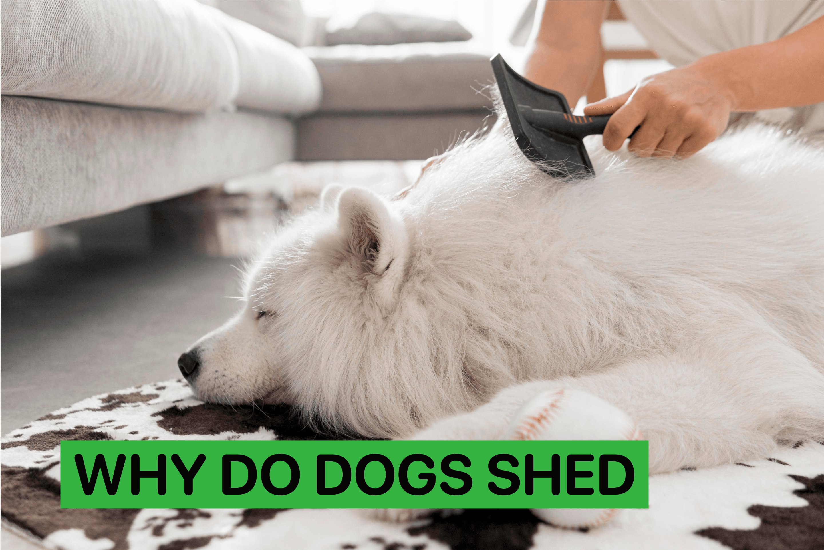 why do dogs shed